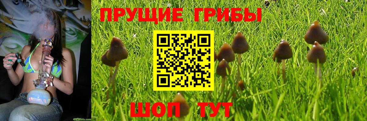 Ревда  Псилоцибиновые грибы Psilocybe  Вход с VPN 